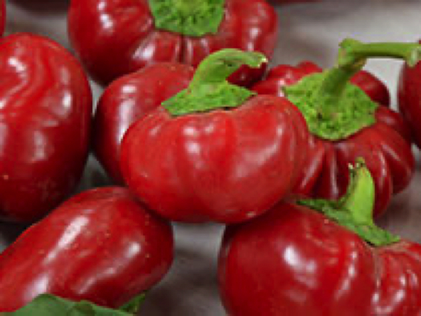 Pimiento Rosso (Red)